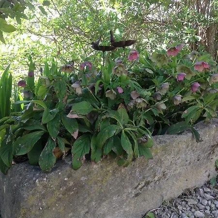 Jardin D'antan